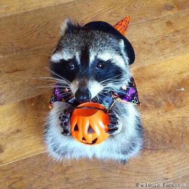 [Image ID: A photo of a pet raccoon wearing a cape and a wizard’s hat, holding a very small orange pumpkin trick-or-treat bucket. /End ID]